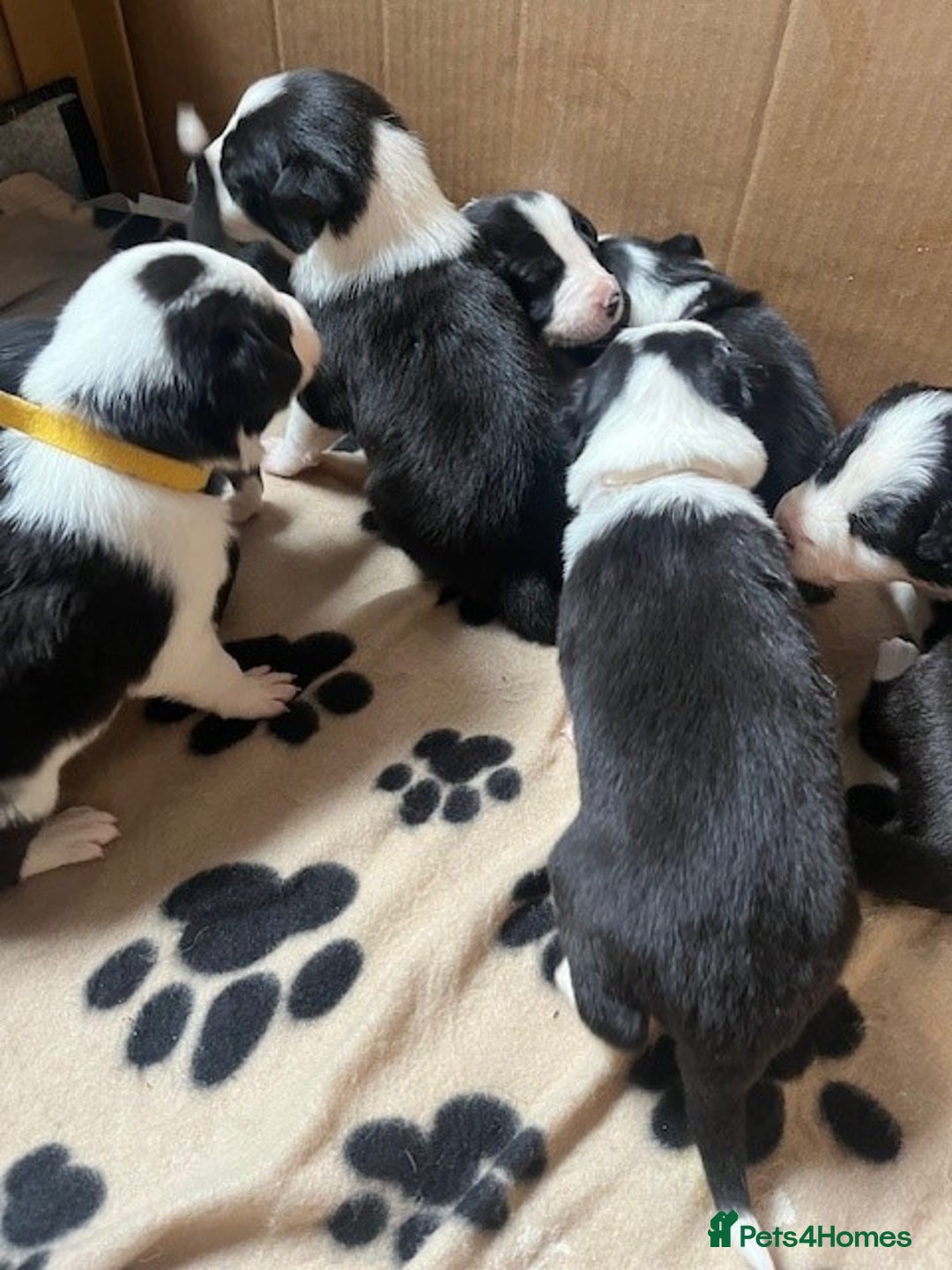 Border Collie dogs for sale: Border Collie Puppies - Image 23