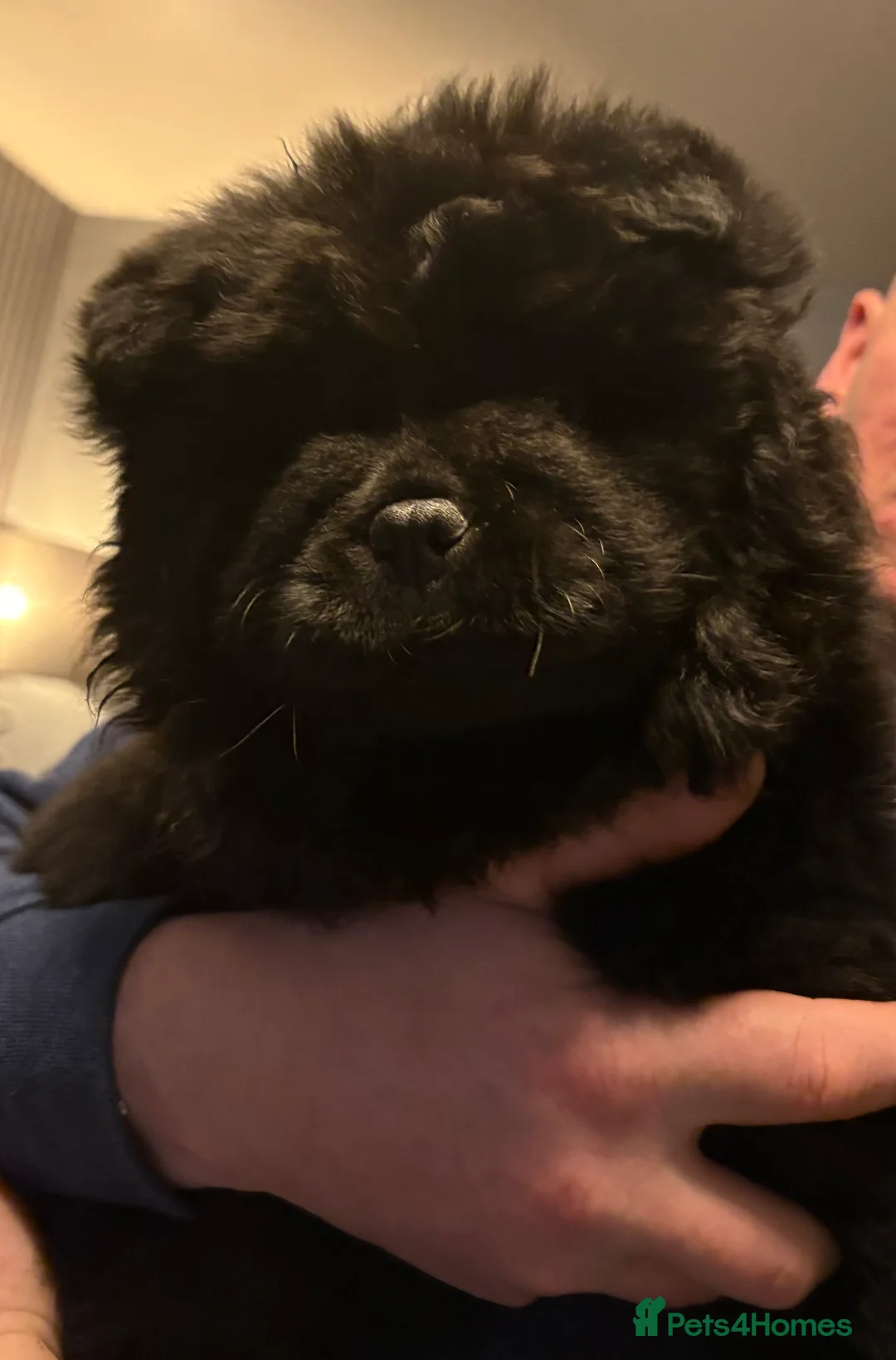 Chow Chow dogs for sale: Female chow chow  - Advert 4