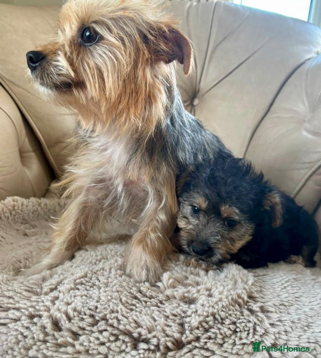 Mixed Breed dogs Jorkies - Advert 2