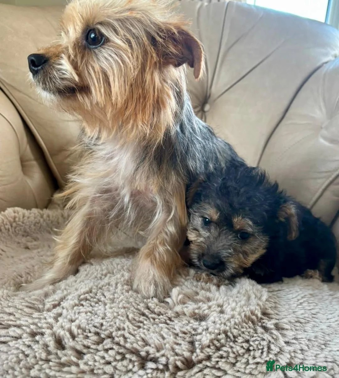 Mixed Breed dogs for sale: Jorkies in Cannock - Advert 2