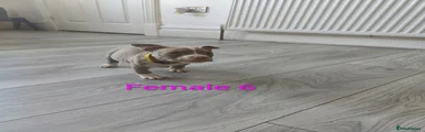 American Bully Puppy 10