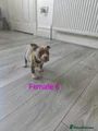 American Bully Puppy 10