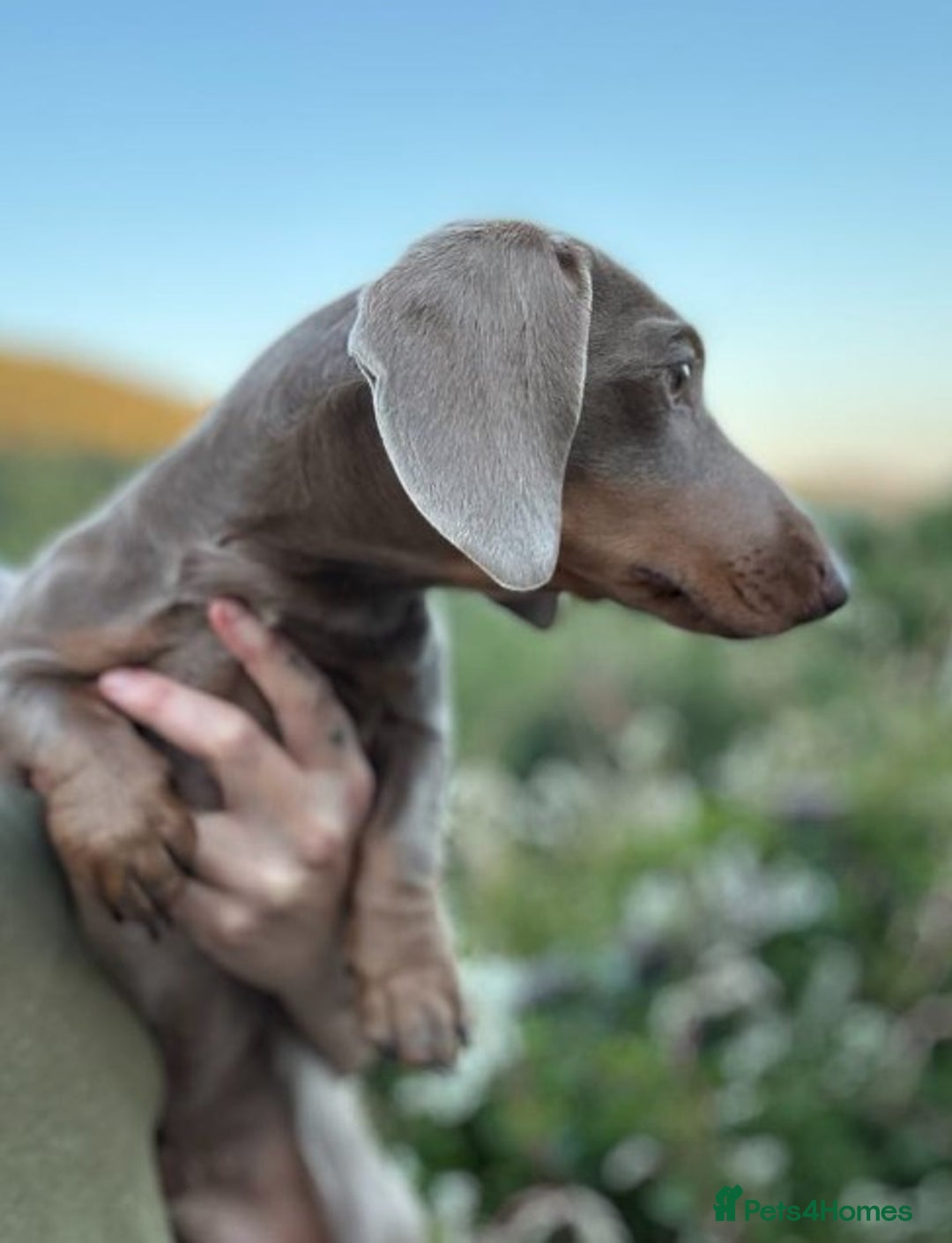 Miniature Dachshund dogs for stud: ⭐️KC ISABELLA L/l1 PRA DM & OI CLEAR COI0.0% STUD  in Gunnislake - Advert 15