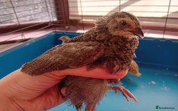 Quail poultry for sale: 6 x Healthy Young Quail – Ready for New Homes - Image 9