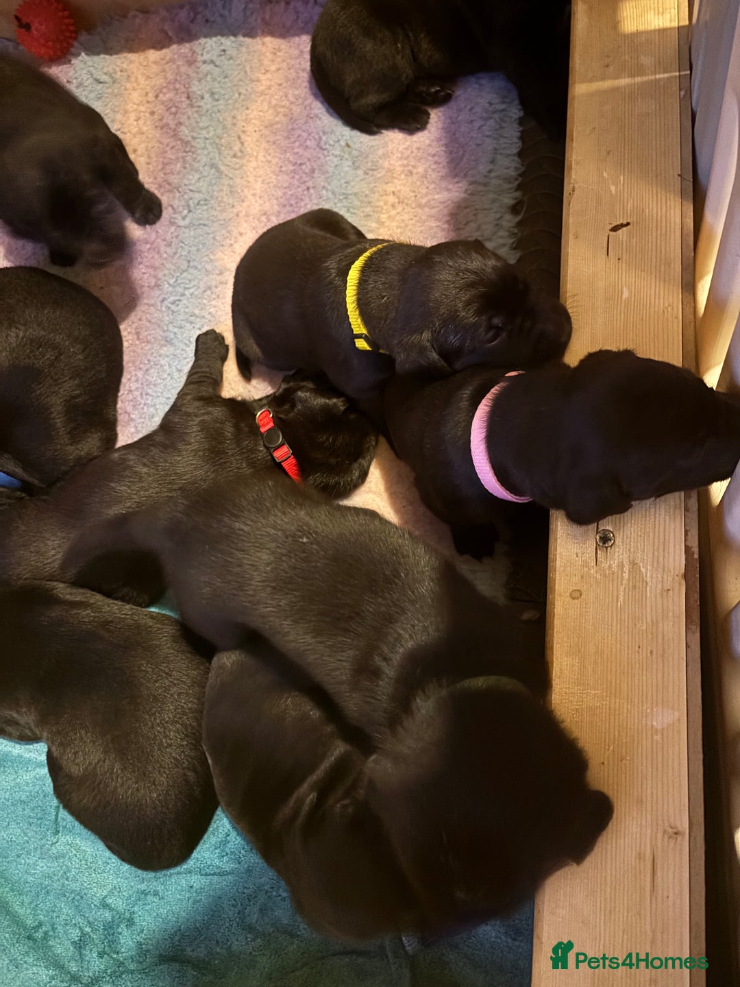 Mixed Breed dogs for sale: 1/4 Dalmatian x 3/4 Labrador  - Advert 10