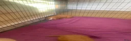 Cocker Spaniel dogs for sale: Cocker spaniel pups - Advert 2