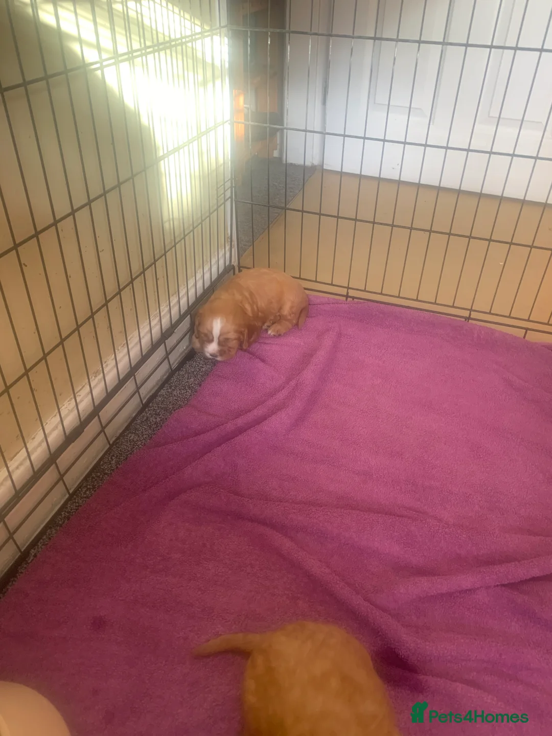 Cocker Spaniel dogs for sale: Cocker spaniel pups - Advert 2