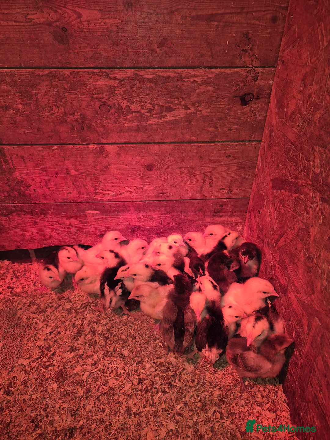 Chickens poultry for sale: Chickens for sale - Image 14