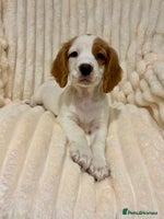 Cocker Spaniel dogs - Advert 2