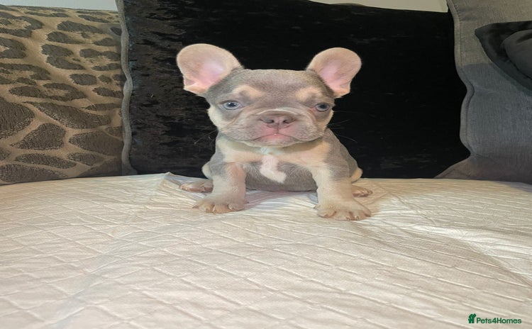 French Bulldog dogs - Advert 16