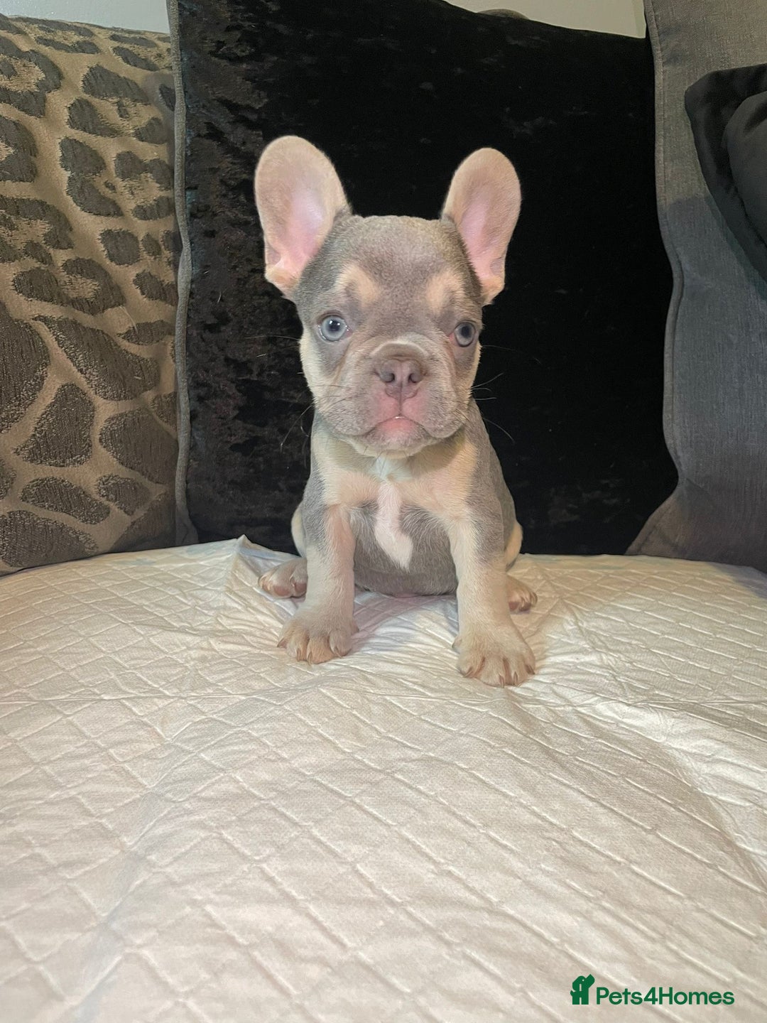 French Bulldog dogs for sale: Kc Reg Micro frenchies for sale - Image 1