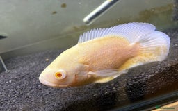 Other/Mixed Breed fish for sale: 2 Birchirs 2 Oscars - Image 6
