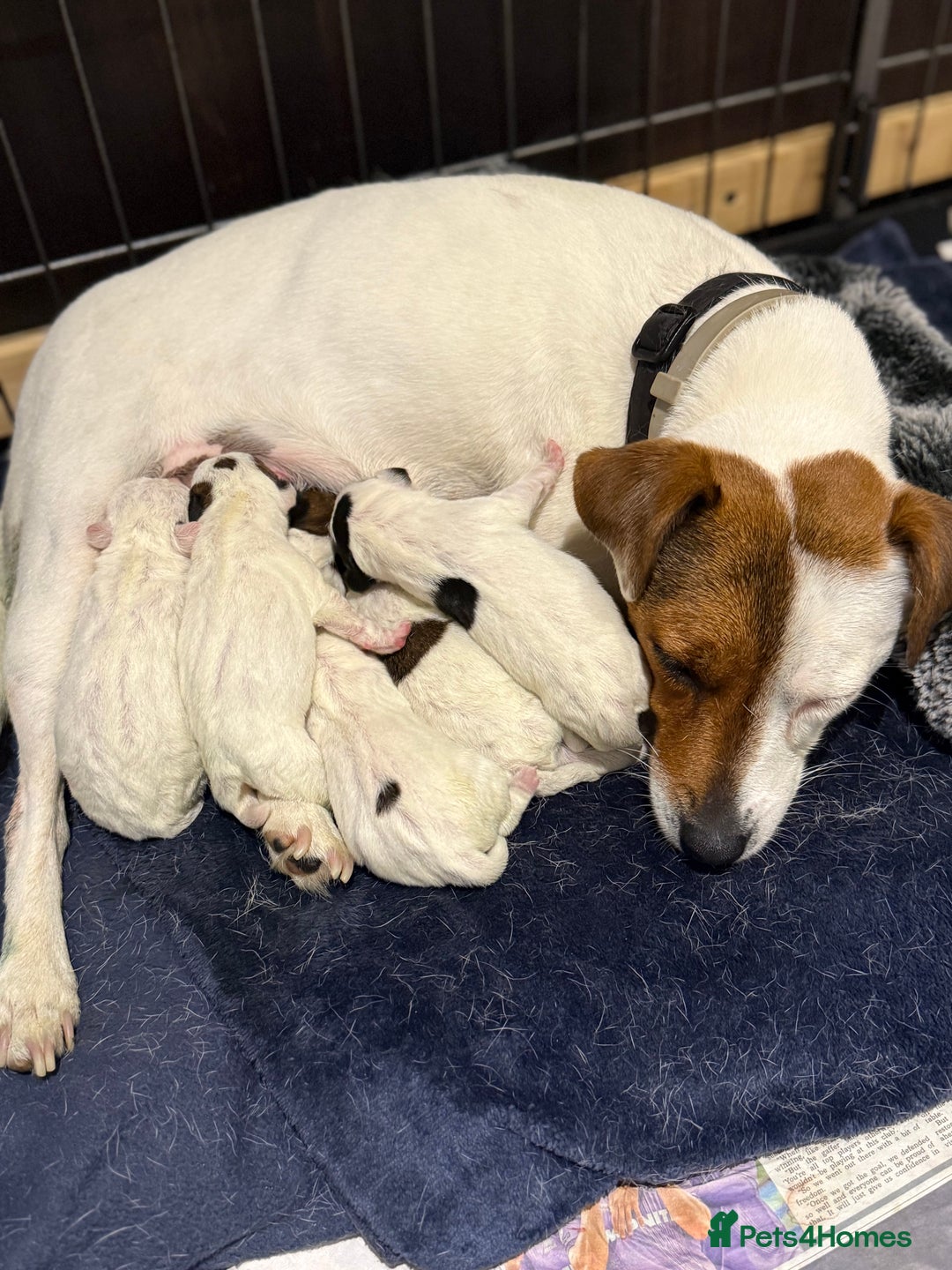 Parson Russell dogs for sale: 3 Male Parson Jack Russell’s for sale  - Image 1