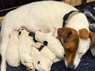 Parson Russell dogs for sale - Advert 1