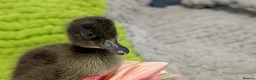 Ducks poultry for sale: Our gorgeous little ducklings have arrived! 🥰🐣 - Advert 7