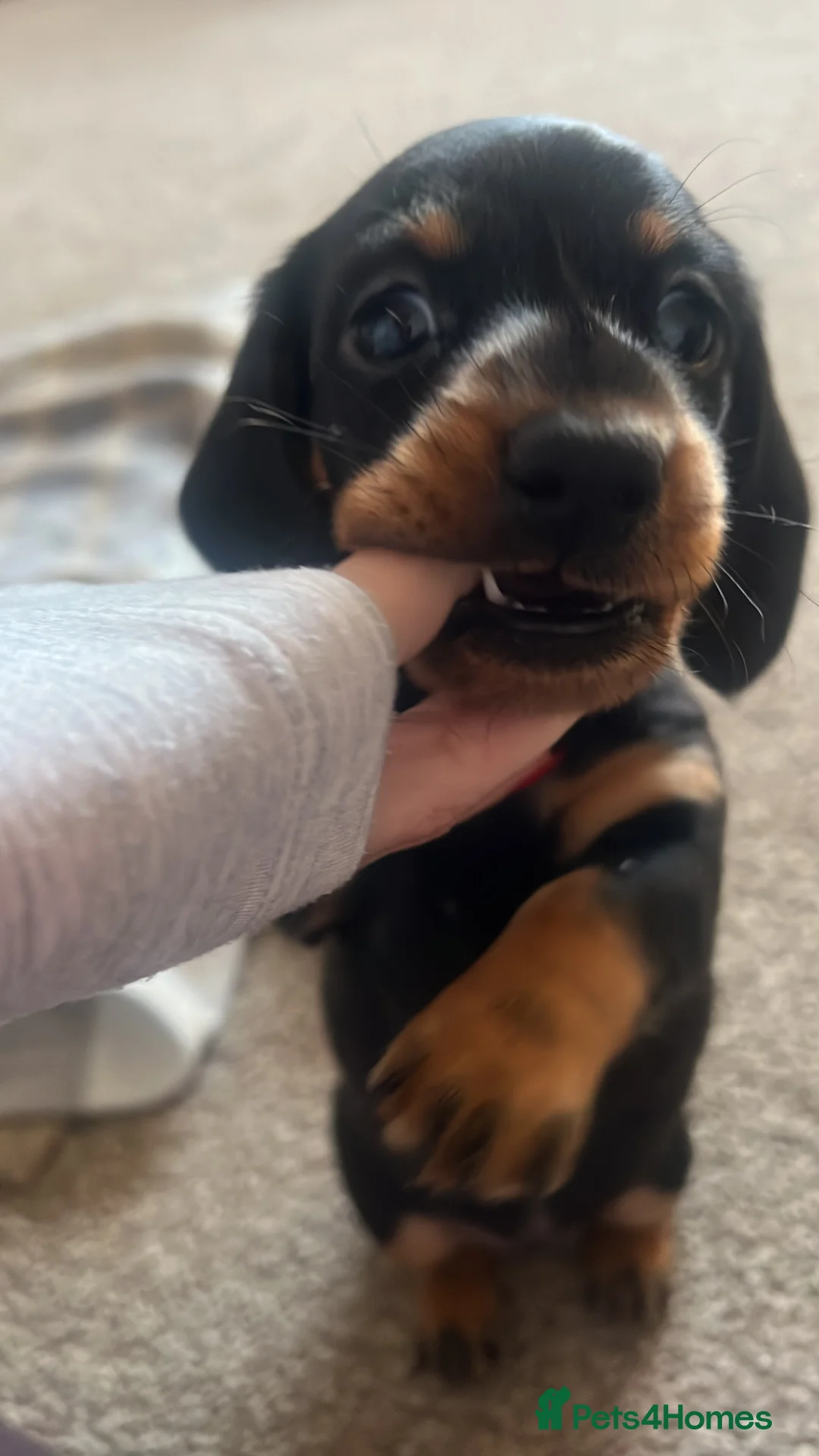 Dachshund dogs for sale: Beautiful KC miniature Smooth  - Advert 10