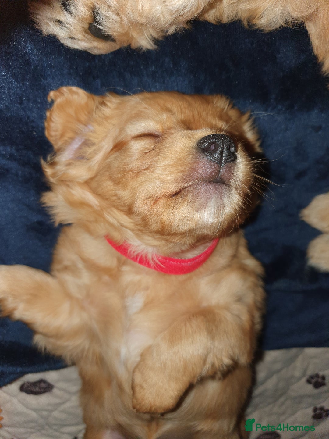 Mixed Breed dogs for sale: Beautiful red and fawn colour Cavapoochons pups - Advert 8