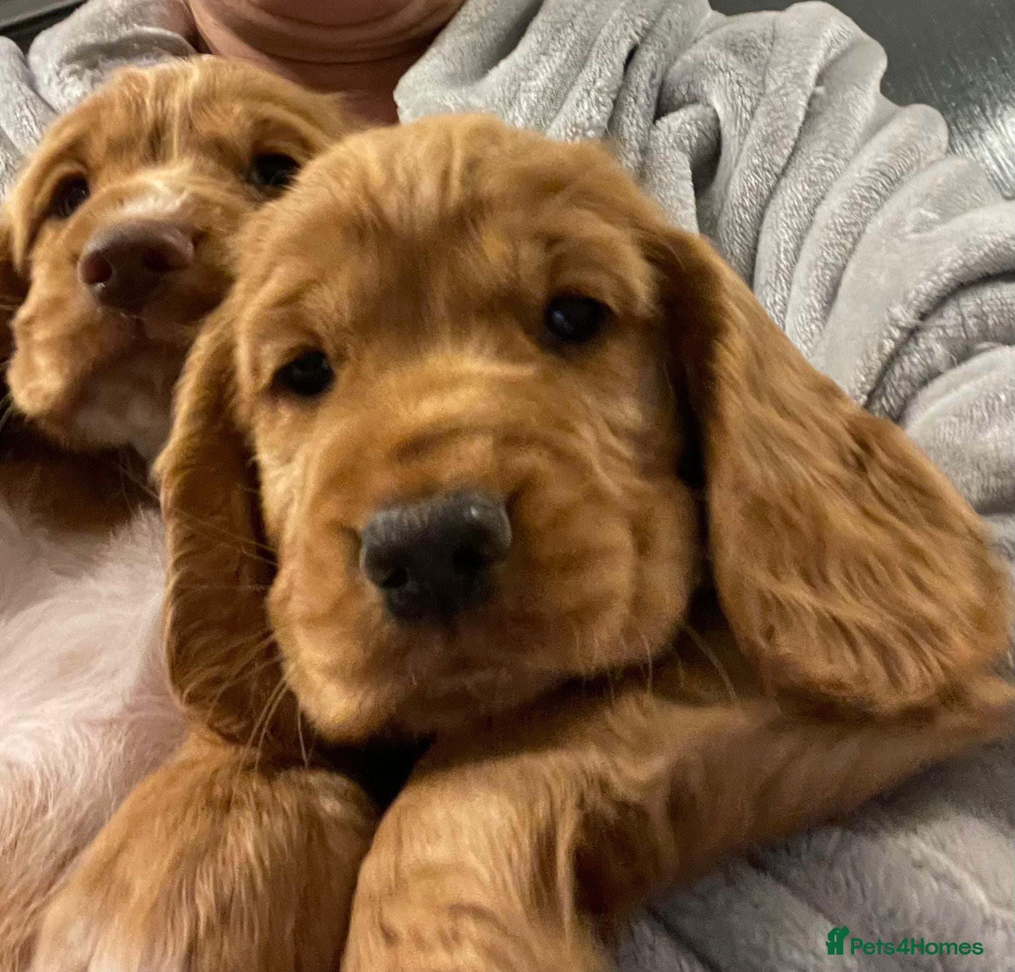 Cocker Spaniel dogs Terrific Cocker spaniels  - Advert 2