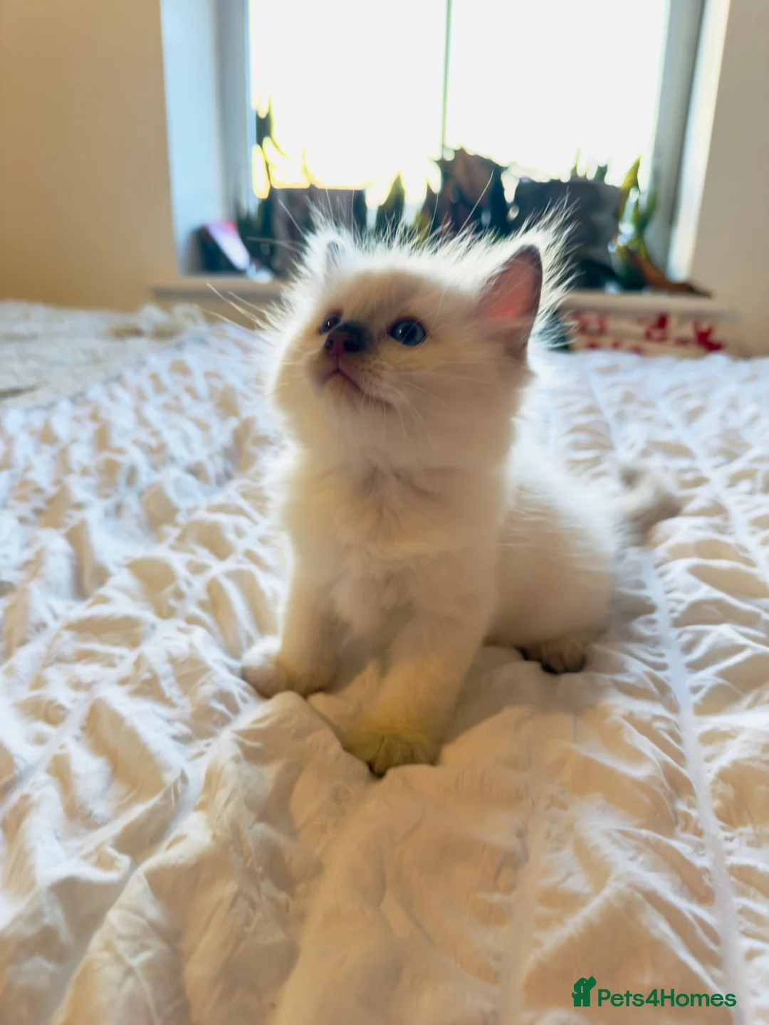 Ragdoll cats for sale: LAST KITTEN LEFT! Beautiful Ragdoll Kittens  - Advert 12