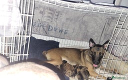 Mixed Breed dogs for sale: Belgian Malinois X Shar-pei puppies  - Image 16