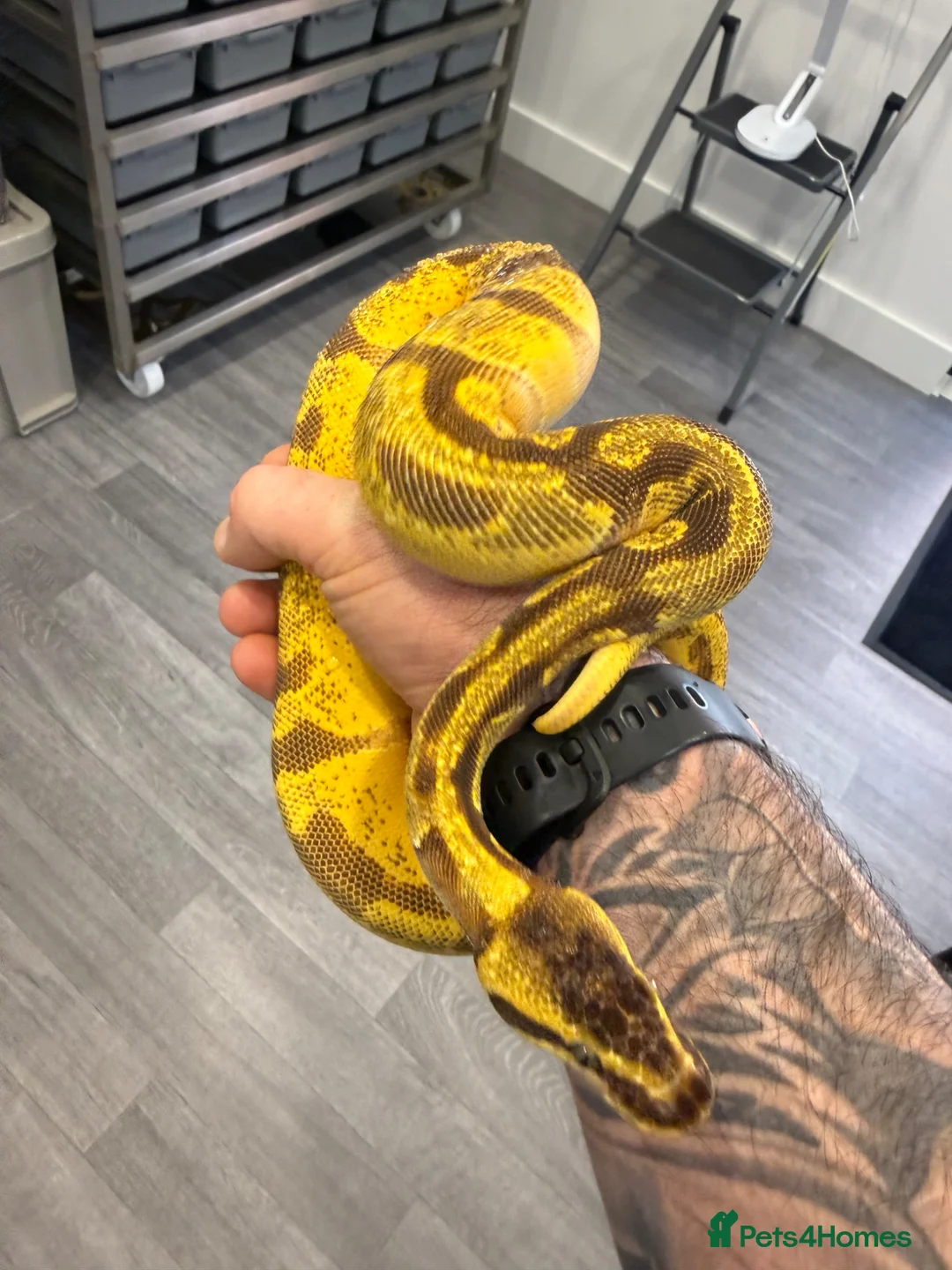 Python Snake reptiles for sale: Super Enchi, Super OD, BH, YB, Dbl Het Lav&Pied - Advert 2