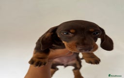 Miniature Dachshund dogs for sale: Last female - miniature dachshund  - Image 2