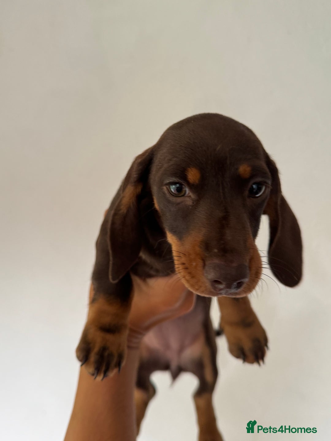 Miniature Dachshund dogs for sale: Last female - miniature dachshund  - Image 2