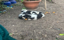 Maltese dogs for sale: Maltese - Image 4