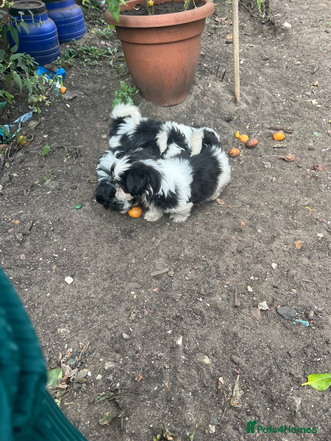 Maltese dogs for sale: Maltese - Image 4