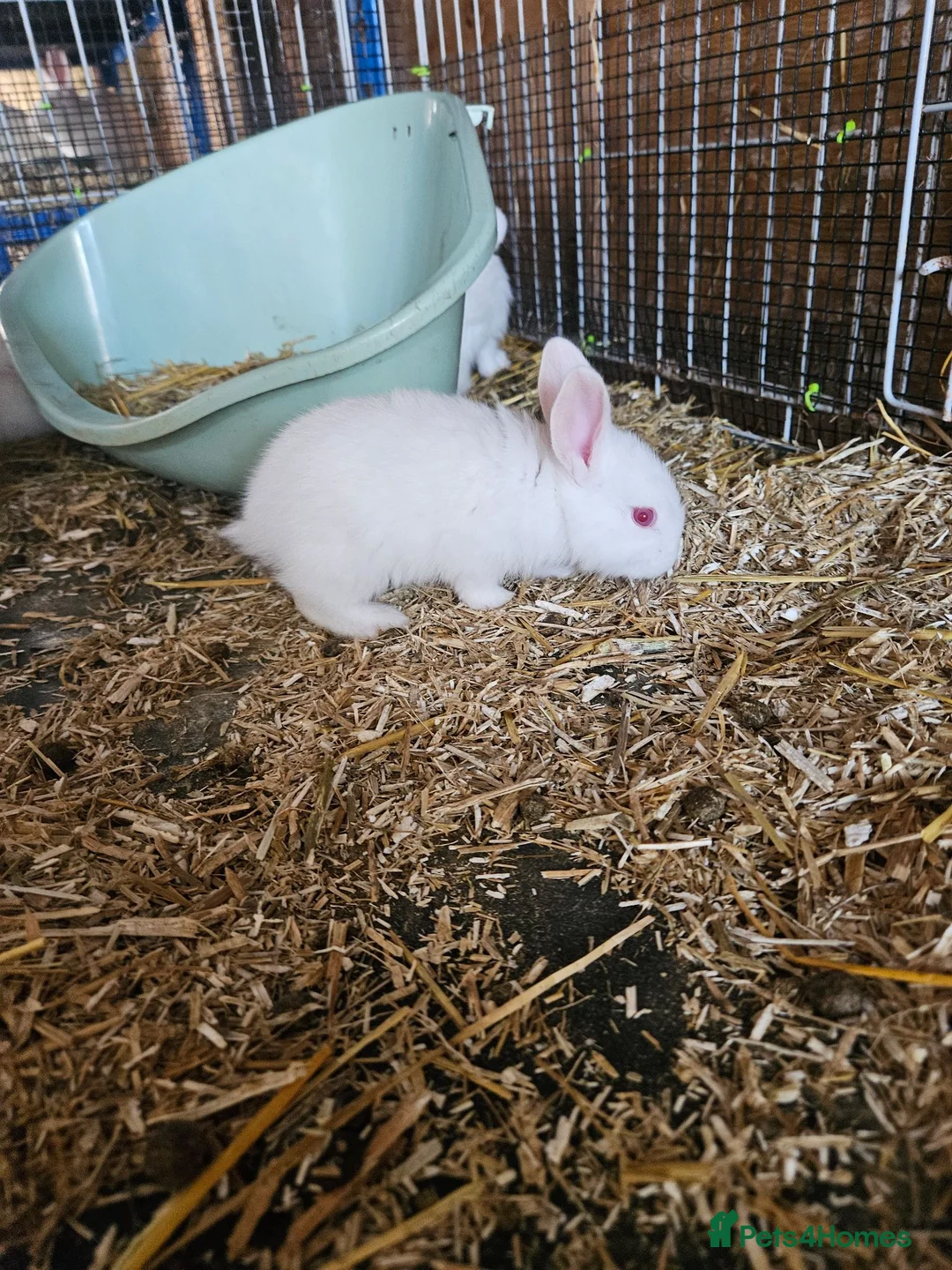 New Zealand rabbits for sale: New Zealand White (different bloodlines available) - Advert 6