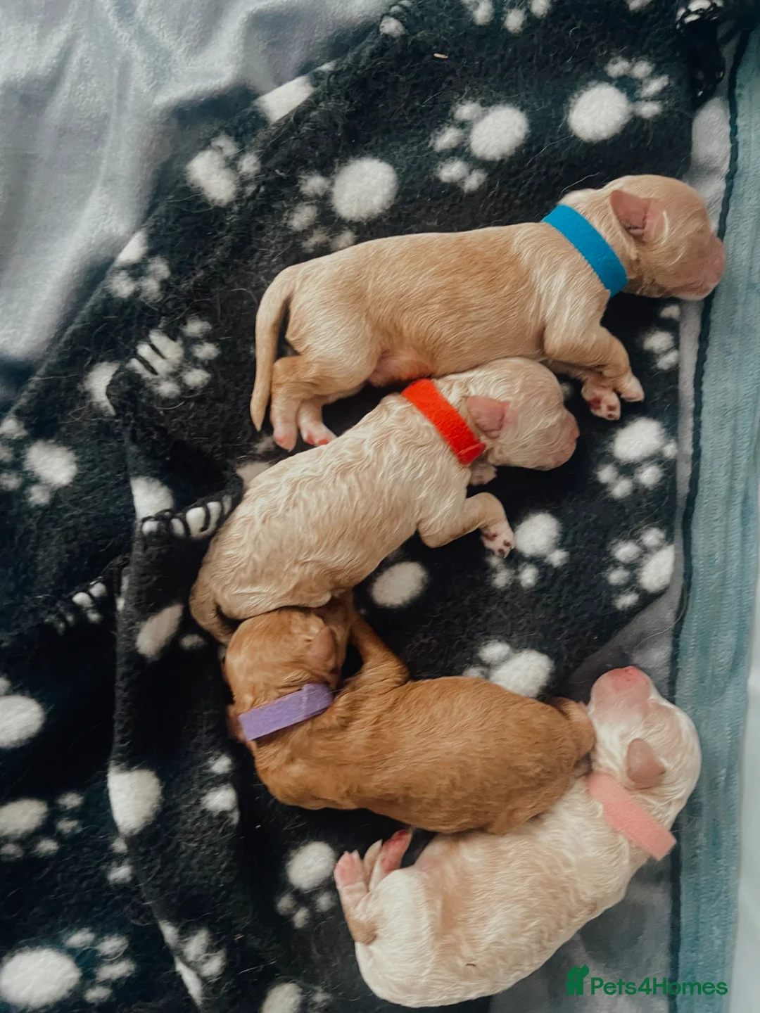 Cavapoo dogs for sale: 🐾 Beautiful F1b Cavapoo Puppies 🐾 in Bognor Regis - Advert 2
