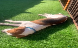 Beagle dogs for adoption: Blaze needs his forever home - Image 7
