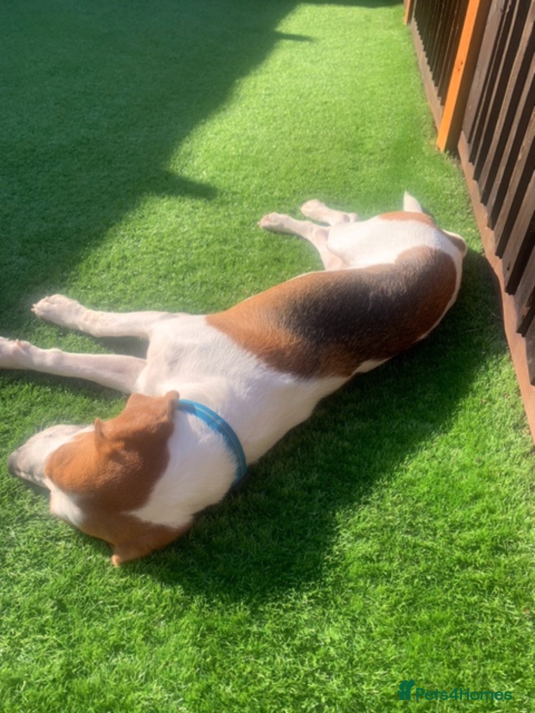 Beagle dogs for adoption: Blaze needs his forever home - Image 7