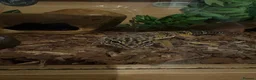 Leopard Gecko reptiles for sale: Barney  - Advert 3