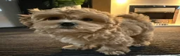 Maltipoo dogs for sale: 🐾💕 ADORABLE MALTIPOO  **   💕🐾 - Advert 3