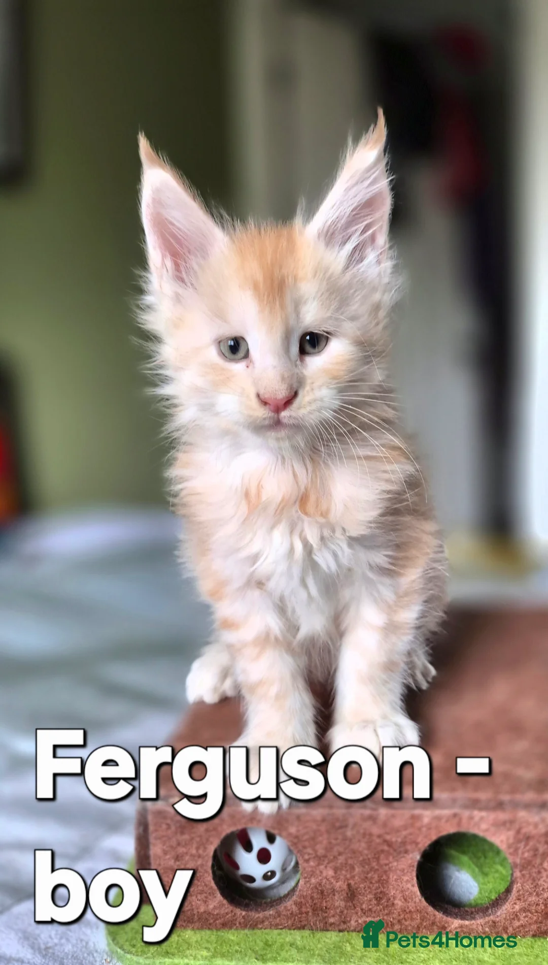 Maine Coon cats for sale: Maine Coon Kittens | TICA Parents | Health Tested - Advert 6