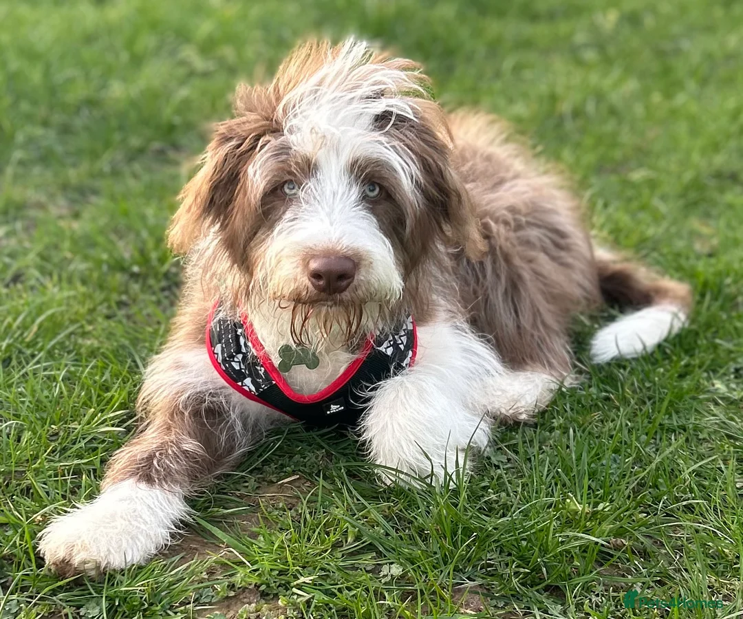 Bearded Collie dogs for sale: Bearded Collie in Chard - Advert 1