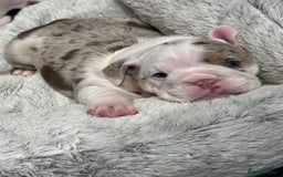 English Bulldog dogs for sale: Re advertised - I am no longer reserved - Image 10