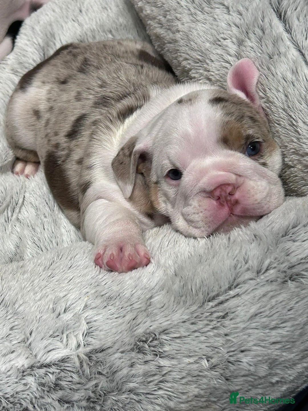 English Bulldog dogs for sale: Re advertised - I am no longer reserved - Image 10