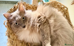 Ragdoll cats for sale: Rare Blue Sepia Ragdoll Girl, 14 months old - Image 4