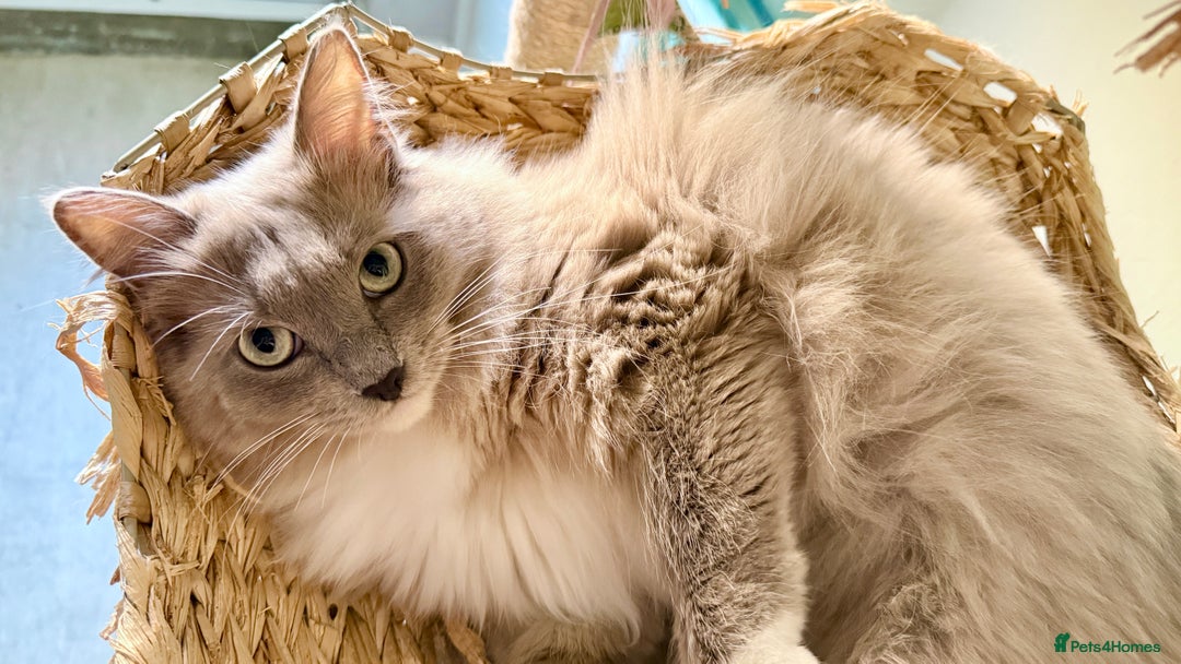 Ragdoll cats for sale: Rare Blue Sepia Ragdoll Girl, 14 months old - Image 4