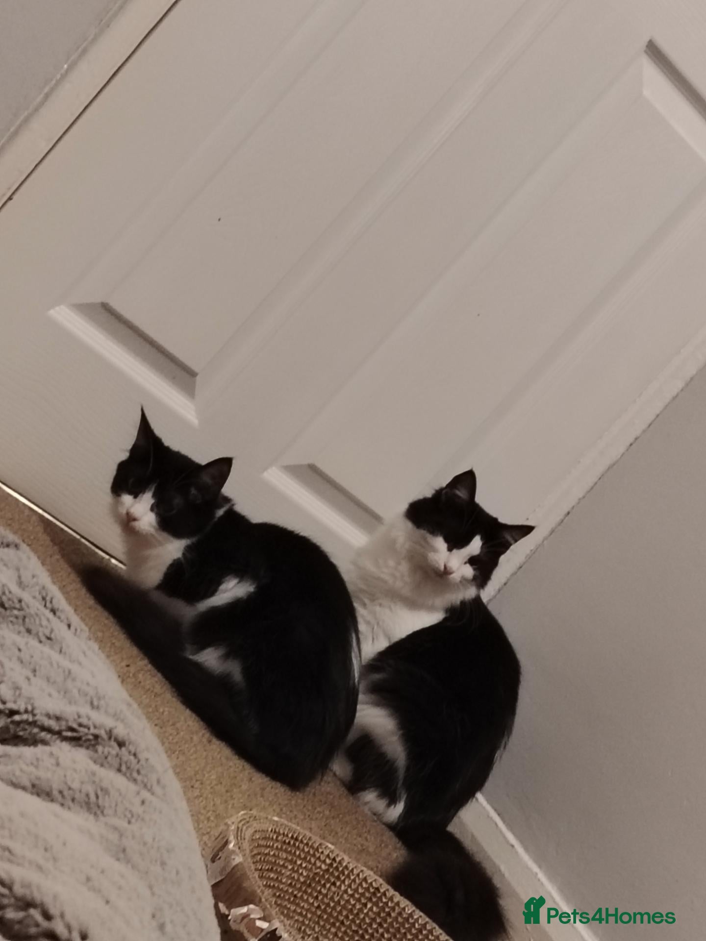 Domestic Shorthair cats Two Beautiful B&W Siblings 9 Months - Advert 2