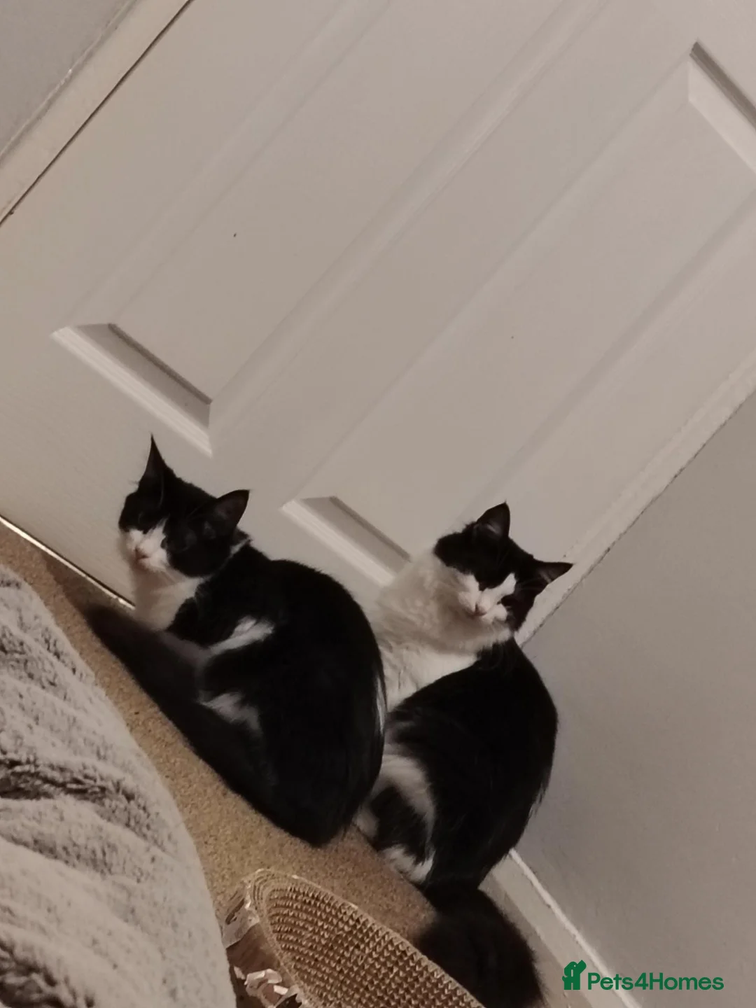 Domestic Shorthair cats for sale: Two Beautiful B&W Siblings 9 Months in Wrexham - Advert 1