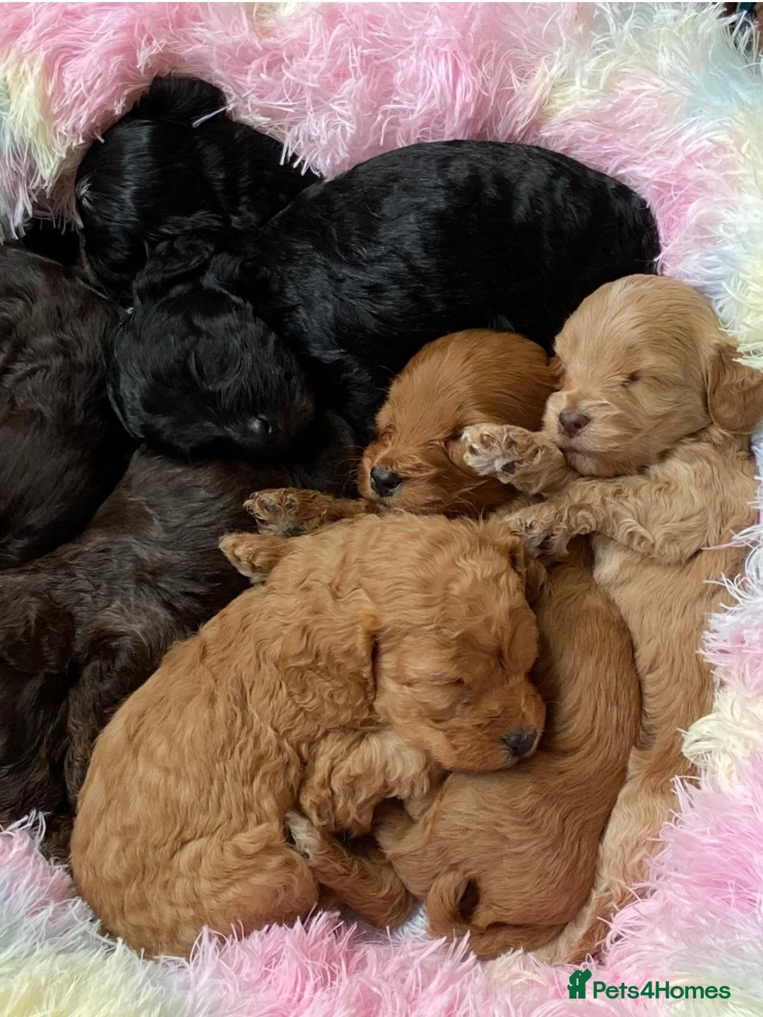Cockapoo dogs for stud: Proven DNA tested red F1 Cockapoo Charlie for Stud in Milton Keynes - Advert 7