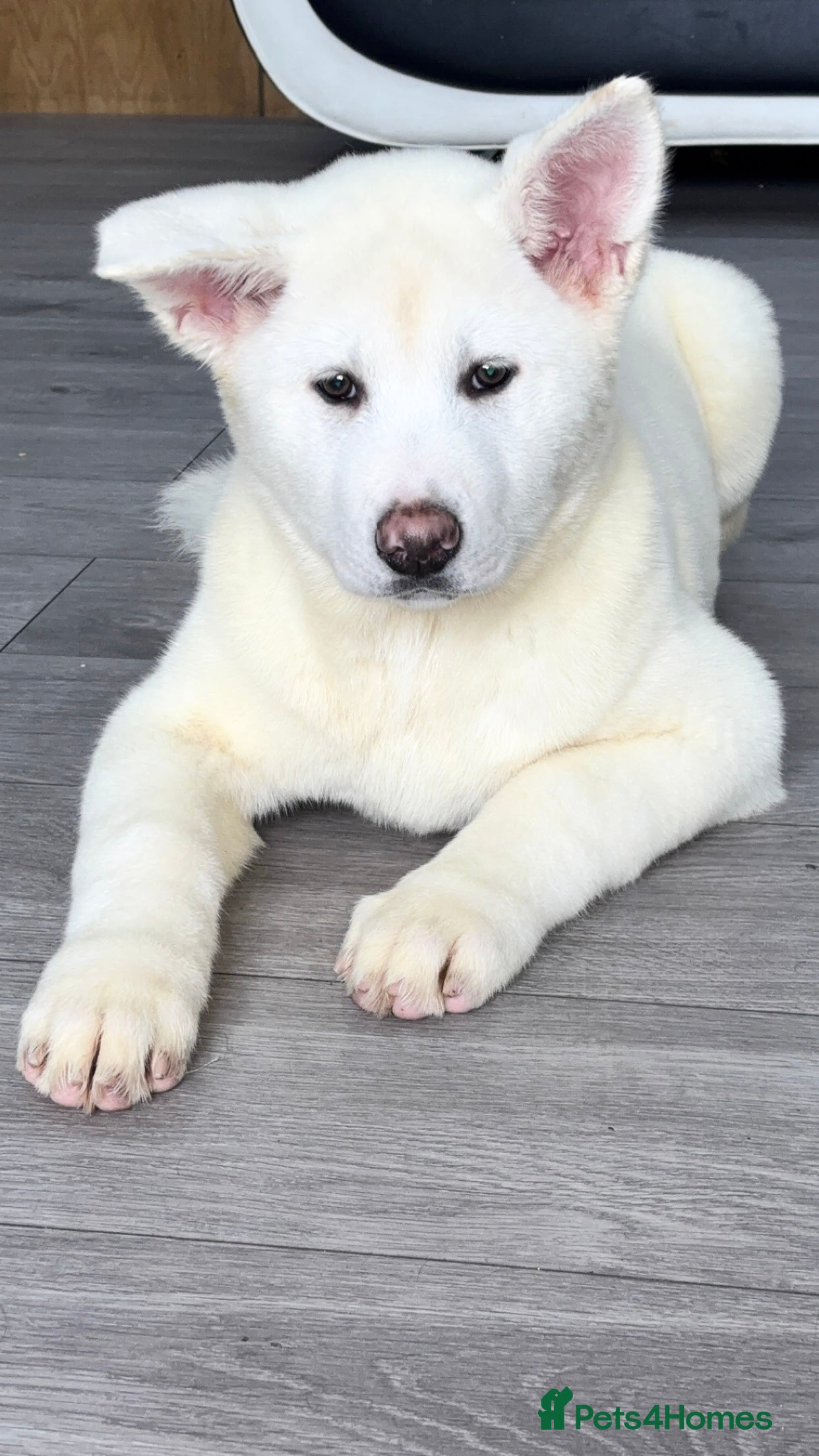 Japanese Akita Inu dogs Japanese Akita Inu - Advert 7