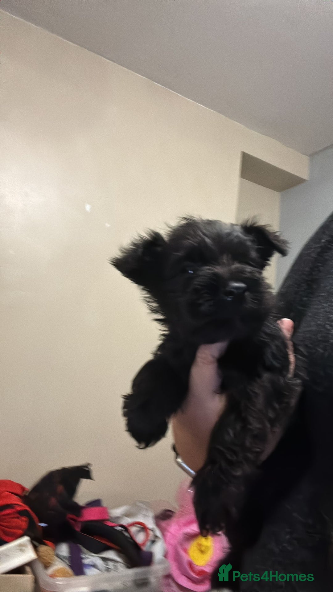 Miniature Schnauzer dogs for sale: Miniature schnauzer pups kc - Advert 2