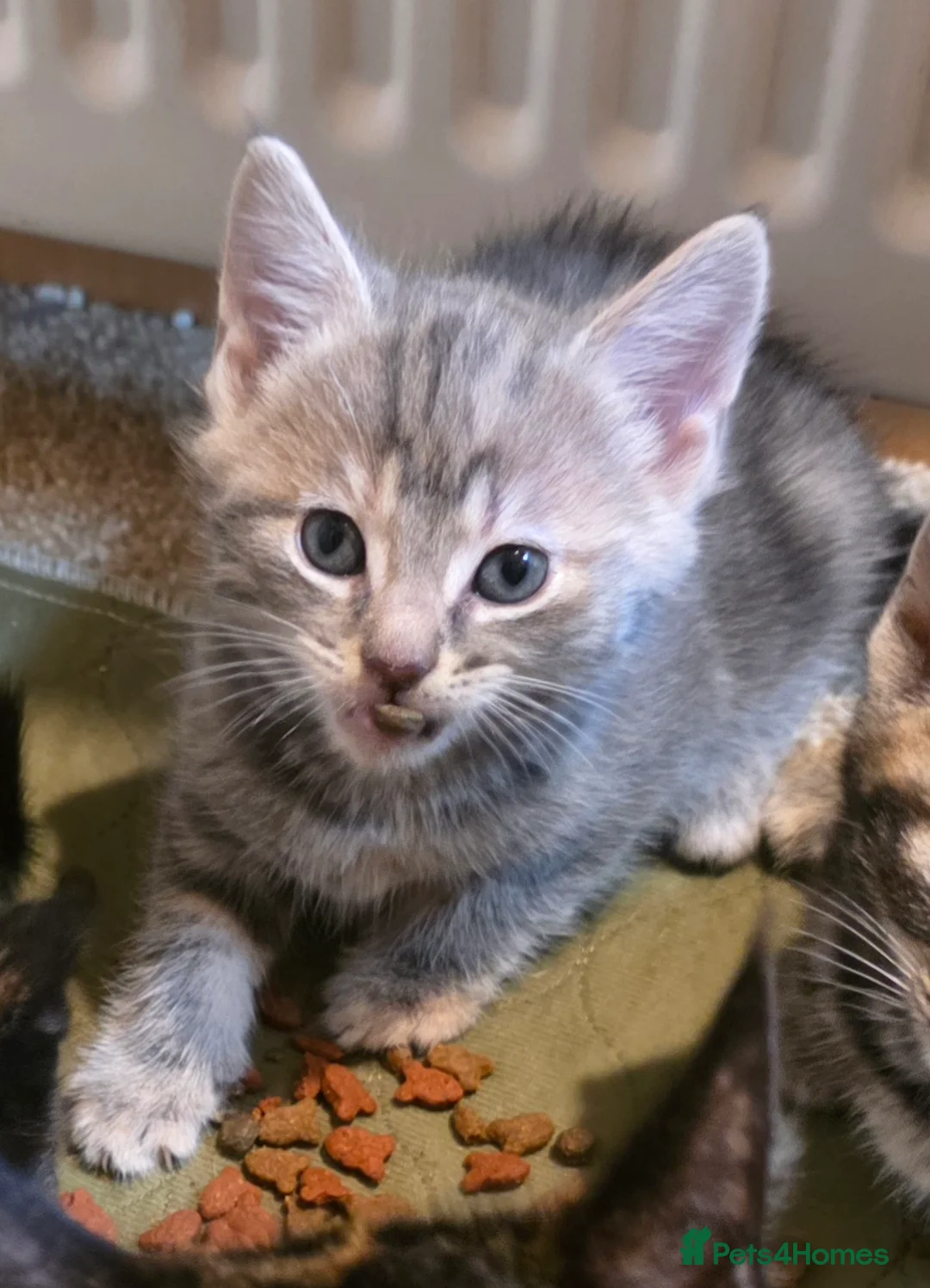 Mixed Breed cats for sale: Friendly, playful and sweet kittens  - Advert 20