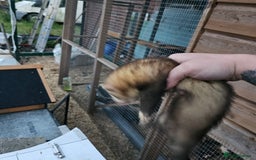 Ferret rodents for sale: 4 hobs kits from working stock for sale - Image 3