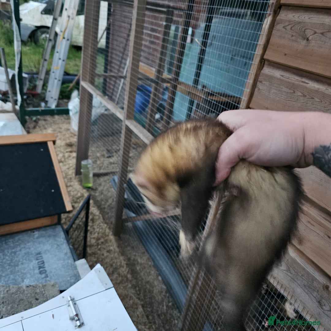 Ferret rodents for sale: 4 hobs kits from working stock for sale - Image 3