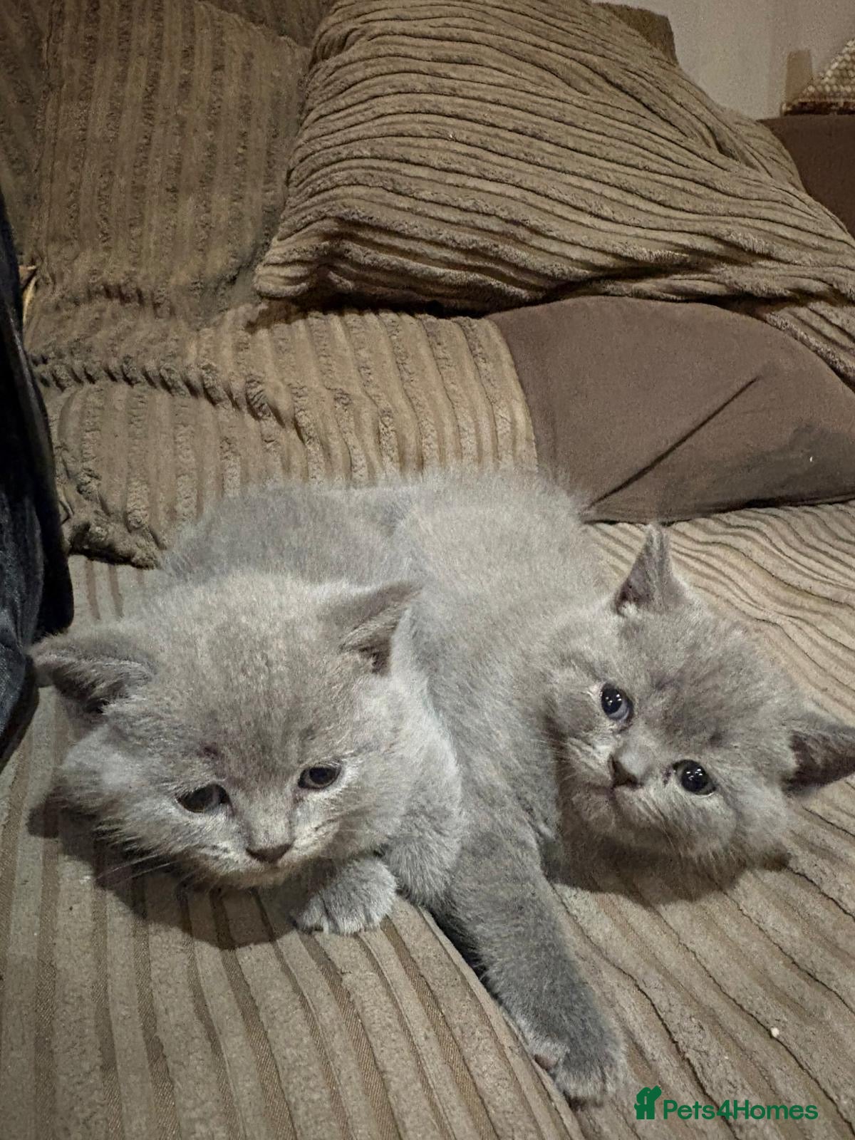 British Shorthair cats British Shorthair kittens  - Advert 2